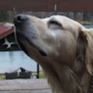 Meet your Posher, Cameorn